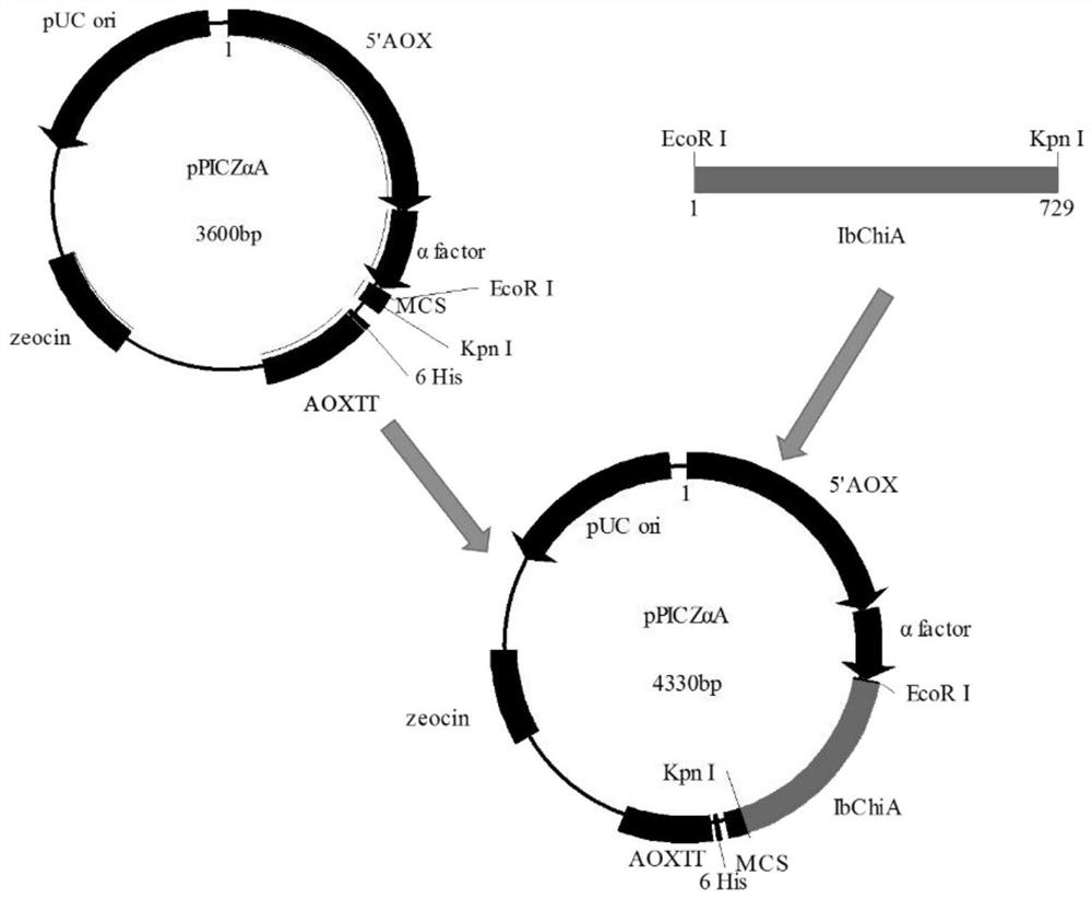 A strain of recombinant Pichia pastoris, its expression product and its application