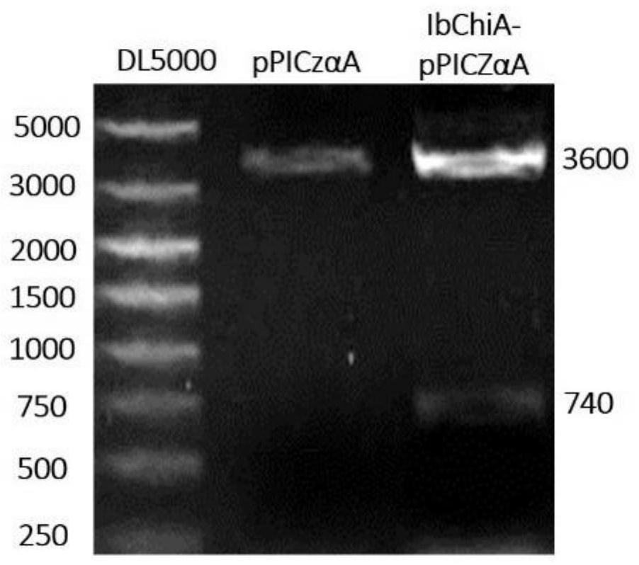 A strain of recombinant Pichia pastoris, its expression product and its application