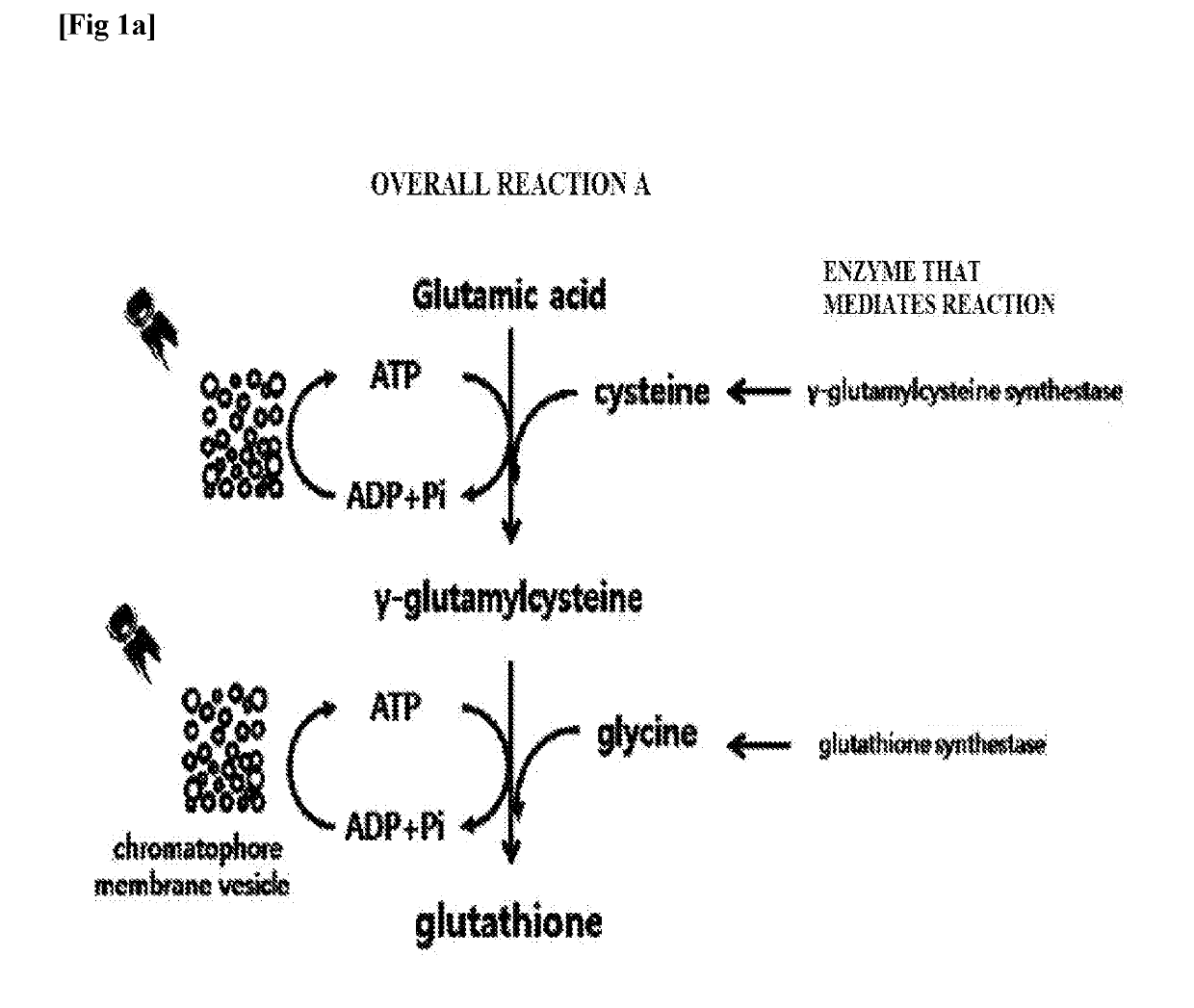 Method of continuously producing glutathione using photosynthetic membrane vesicles