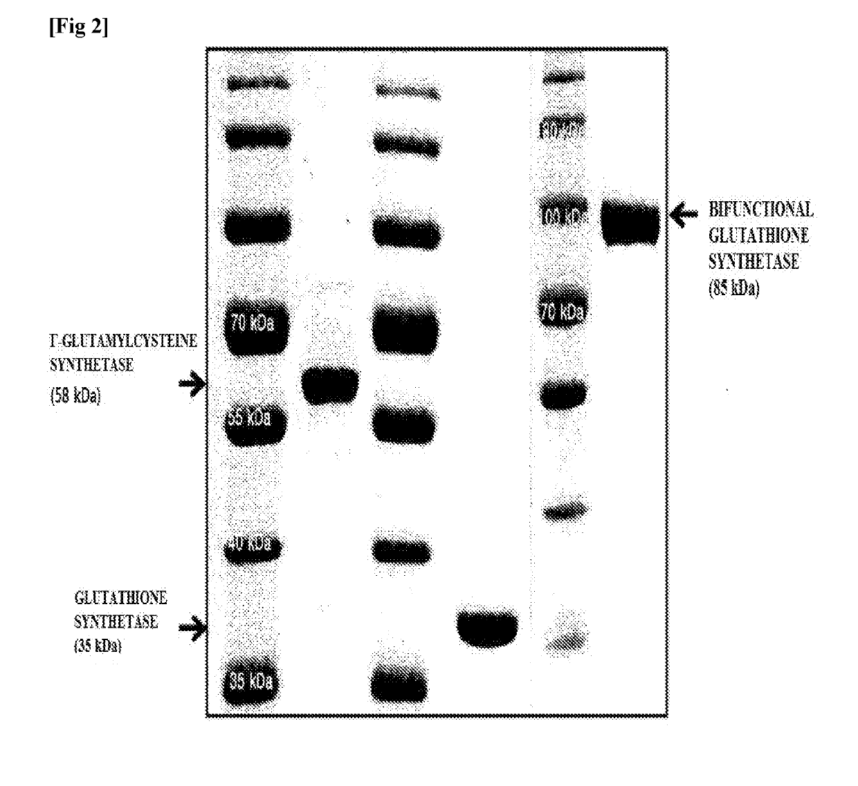 Method of continuously producing glutathione using photosynthetic membrane vesicles
