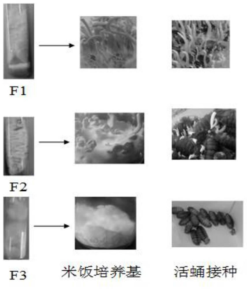 Cordyceps militaris activity RT-PCR detection primers and detection method