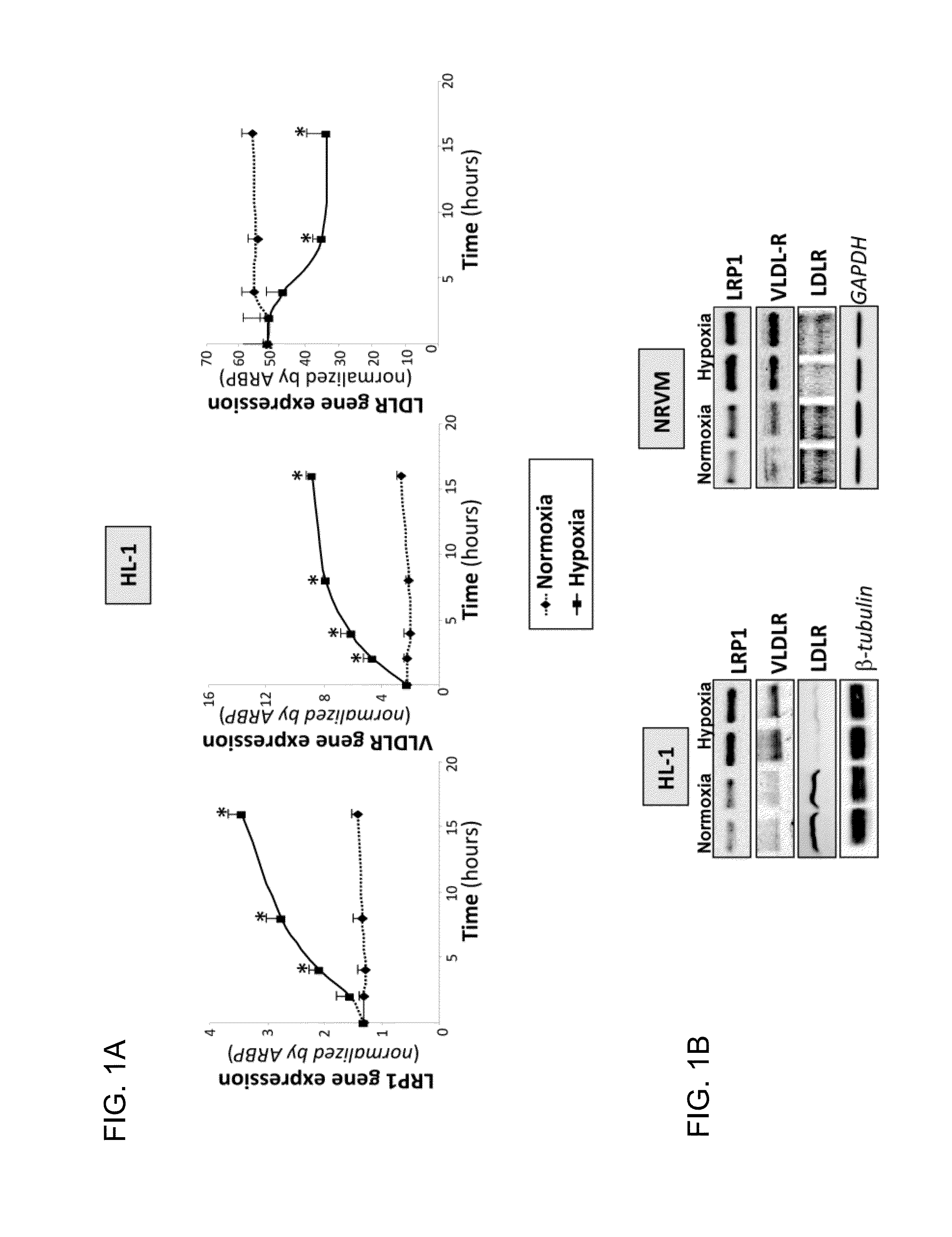 Lrp1 as key receptor for the transfer of sterified cholesterol from very-low-density lipoproteins (VLDL) to ischaemic cardiac muscle