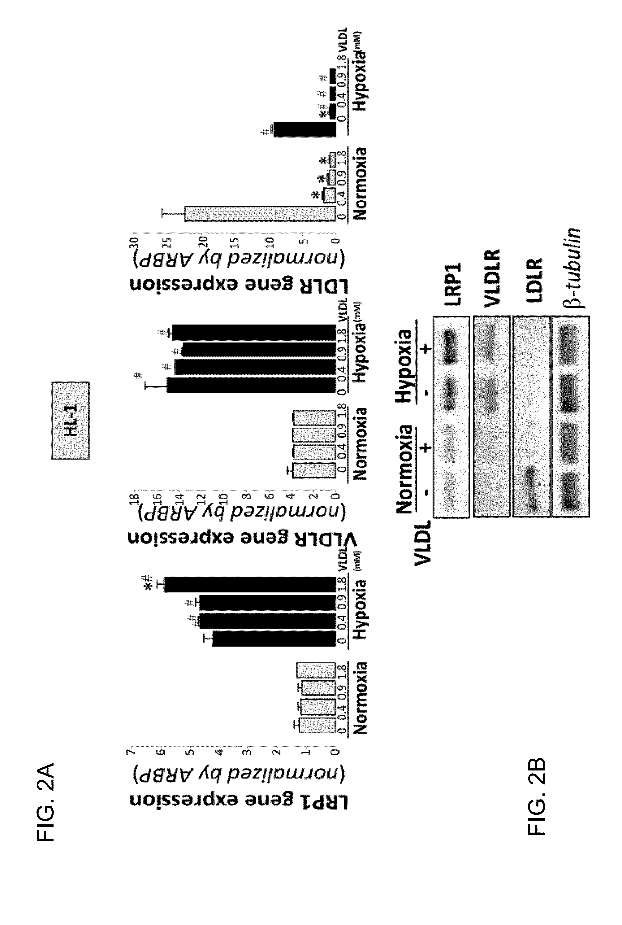 Lrp1 as key receptor for the transfer of sterified cholesterol from very-low-density lipoproteins (VLDL) to ischaemic cardiac muscle