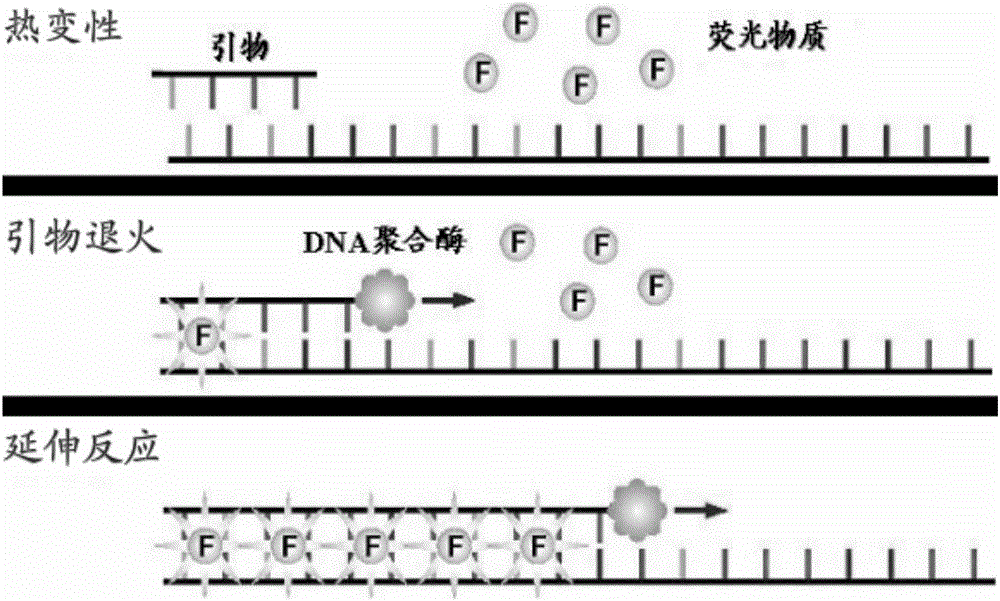HPV (human papilloma virus) typing detection primers as well as detection method and application thereof