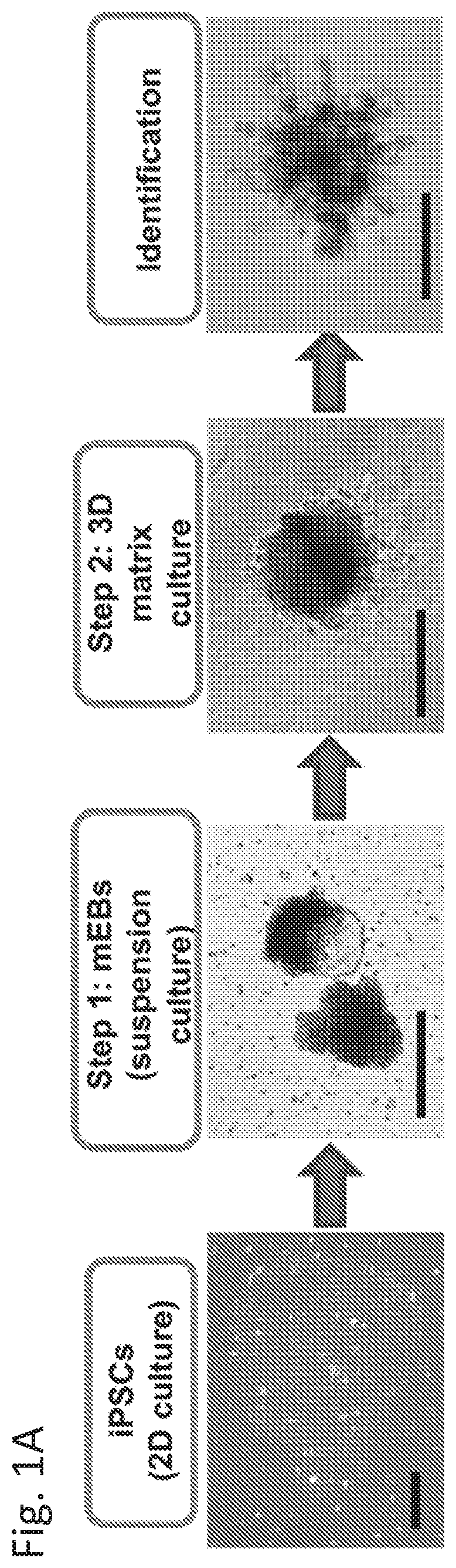 In vitro induction of mammary-like differentiation from human pluripotent stem cells