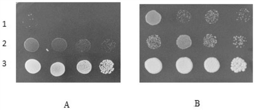 A potassium transporter kup9 from tobacco and its coding gene and application