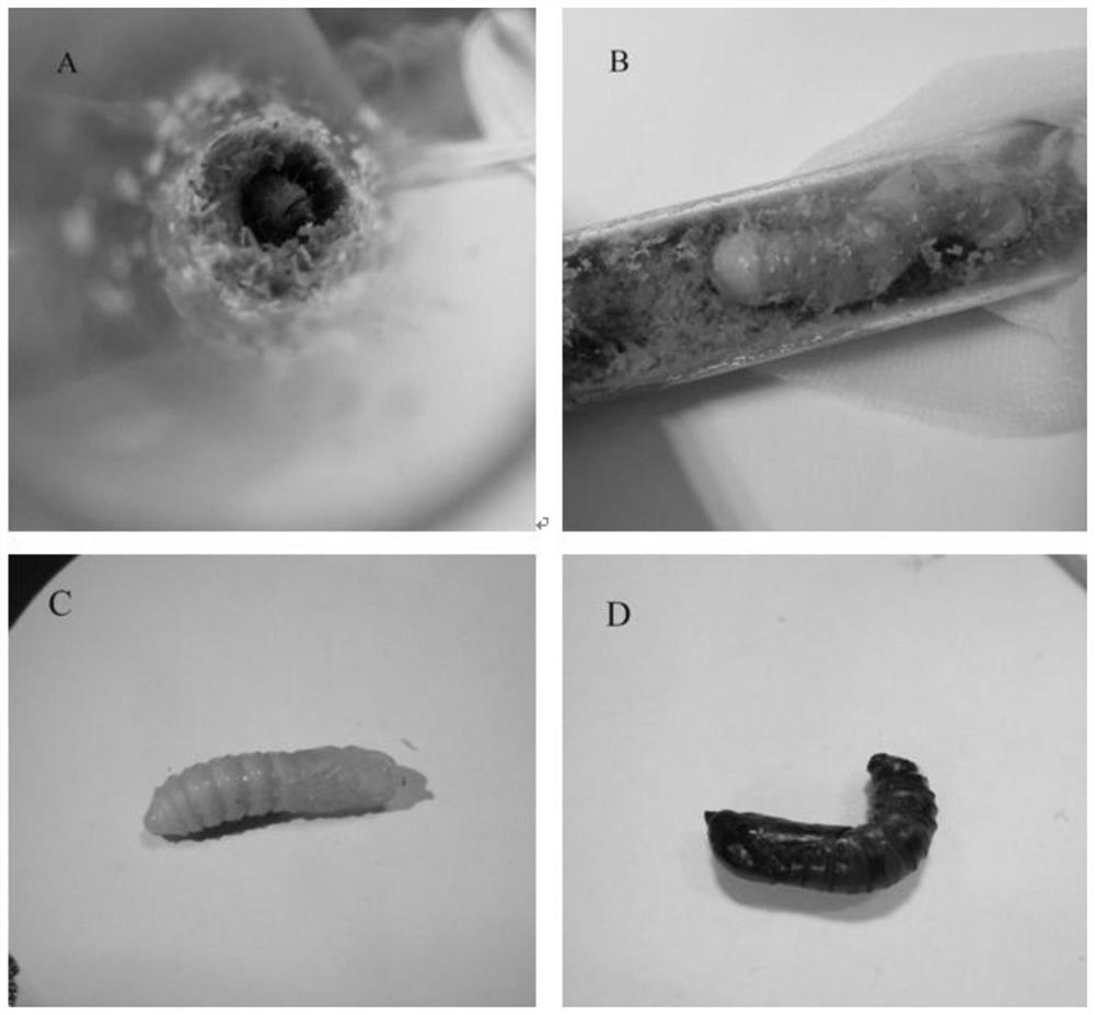 A special feed for artificial breeding of coffee wood beetle larvae and artificial breeding method thereof