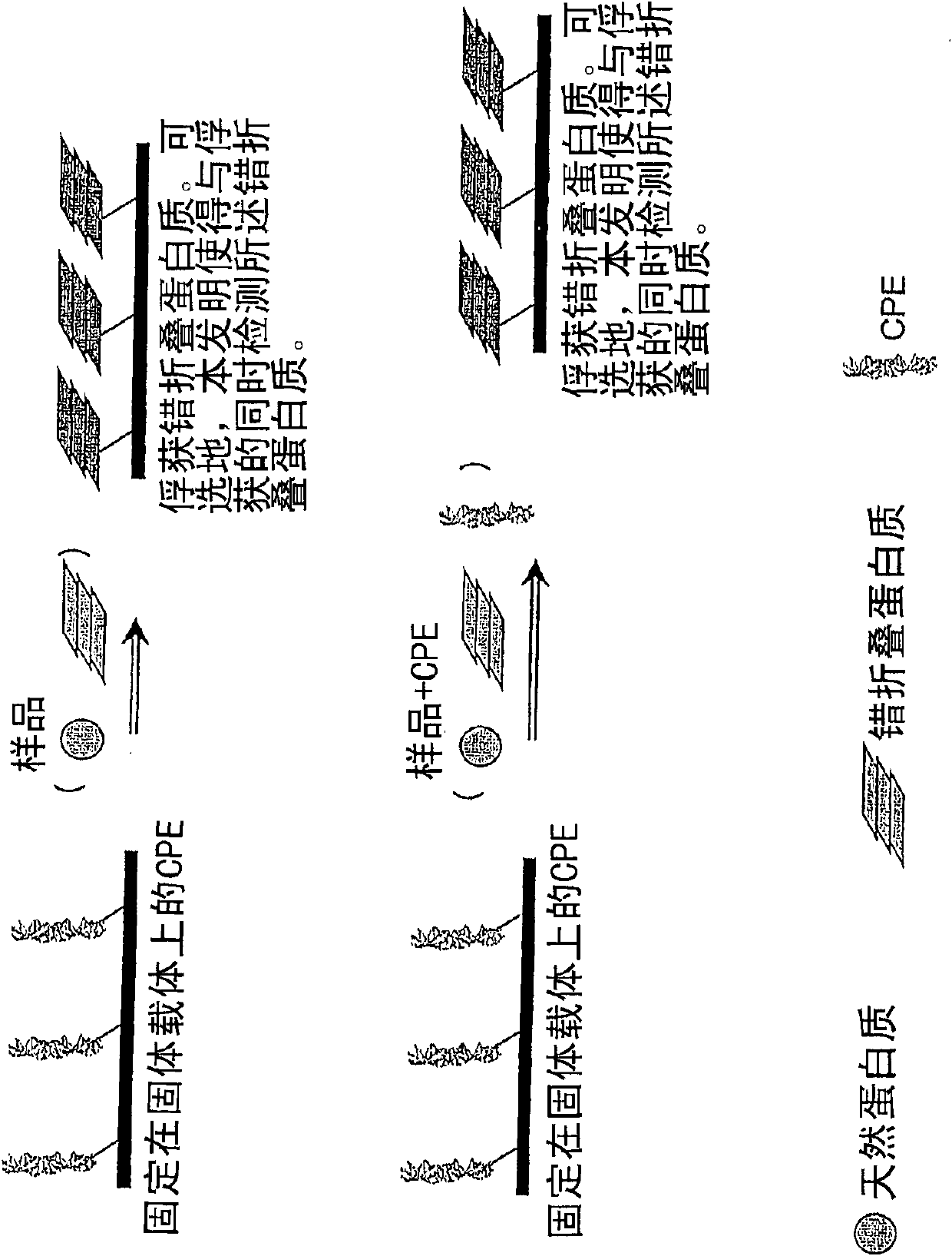 Medicamentous application of CPE (Conjugated Polyelectrolyte)