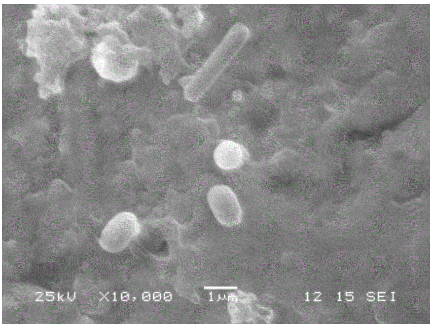 Bacillus subtilis YN145 and application thereof
