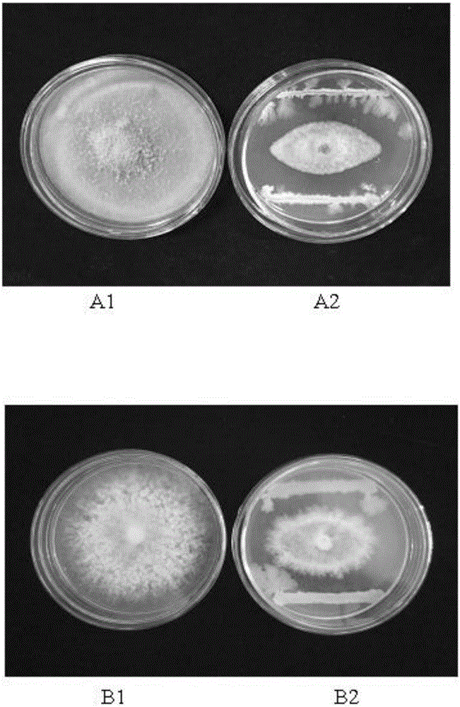 Bacillus subtilis YN145 and application thereof