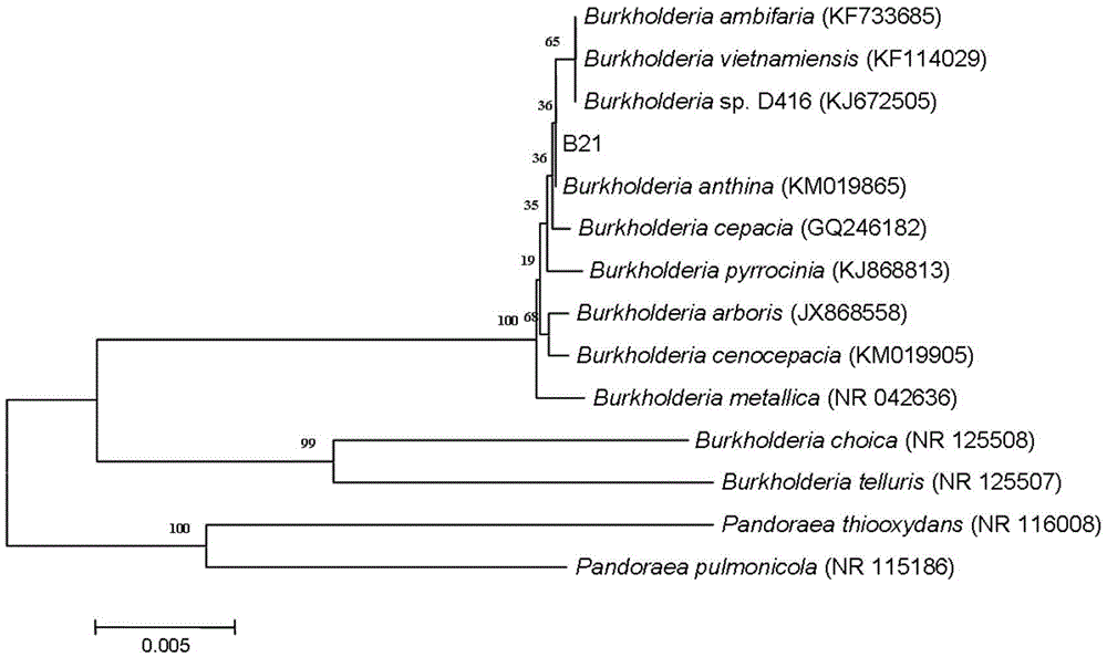 Application of sophora tonkinensis endophytic bacterium B21 in preventing and controlling panax notoginseng anthracnose