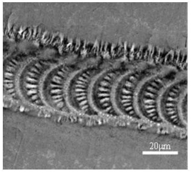 A micro-nano self-organized structure prepared on the surface of stainless steel and its preparation method