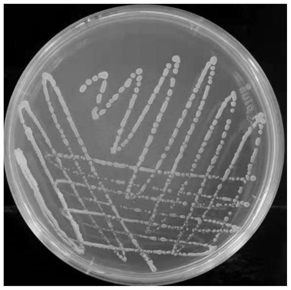 A kind of Bacillus subtilis with antibacterial and virus hemagglutination functions and application thereof