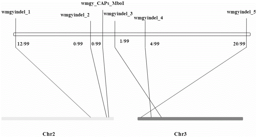 Gene clwip1 and Chromosomal Translocation and Linkage Markers in Watermelon Female Lines