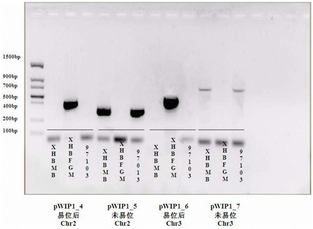 Gene clwip1 and Chromosomal Translocation and Linkage Markers in Watermelon Female Lines