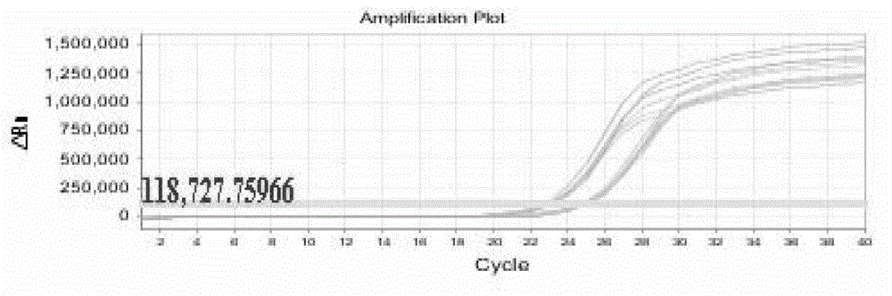 Method for detecting self-mutilation rate of insects by using odorant binding protein 15 gene