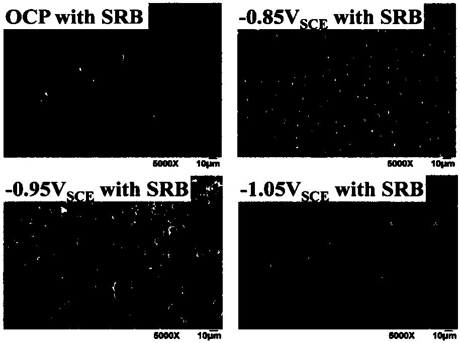 Method for evaluating cathodic protection potential range in anaerobic environment containing sulfate reducing bacteria (SRB)