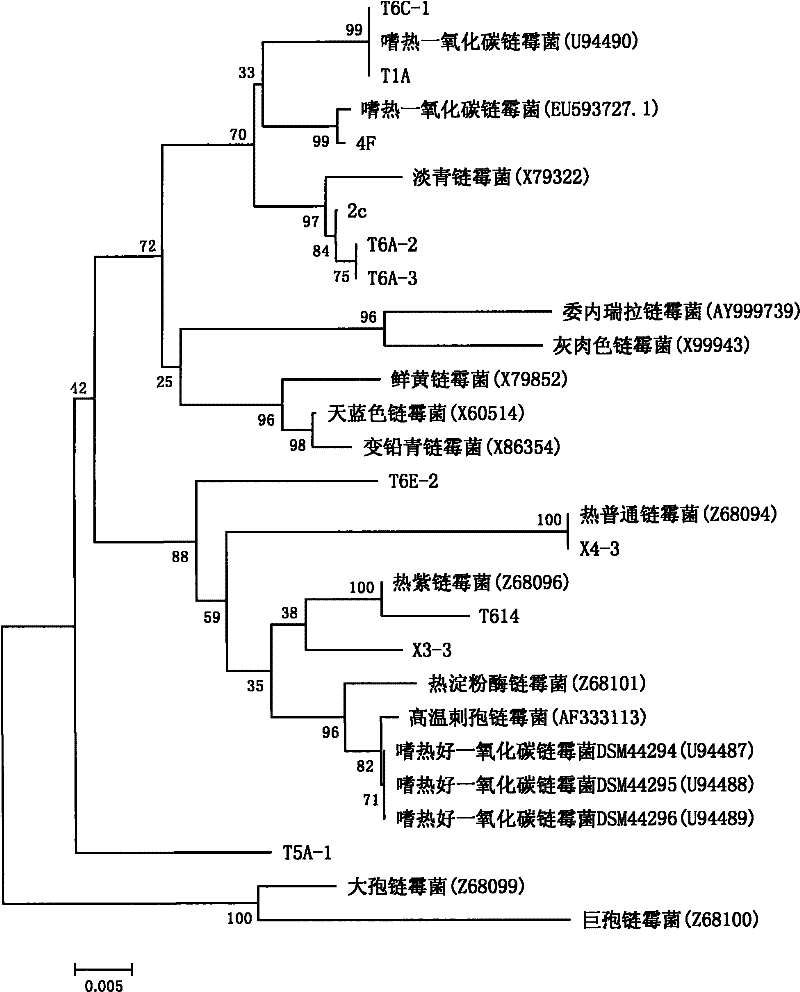Vector host system for expressing antibiotic gene cluster and its application
