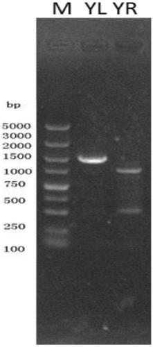 Small RNA (ribonucleic acid) related to virulence of Brucella and application of small RNA in preparation of weak virulence Brucella