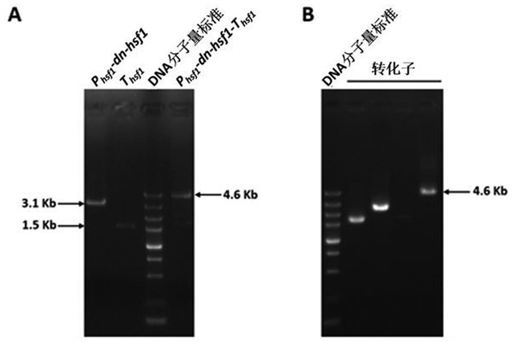 A dominant negative effect mutant of heat shock transcription factor 1 and its application