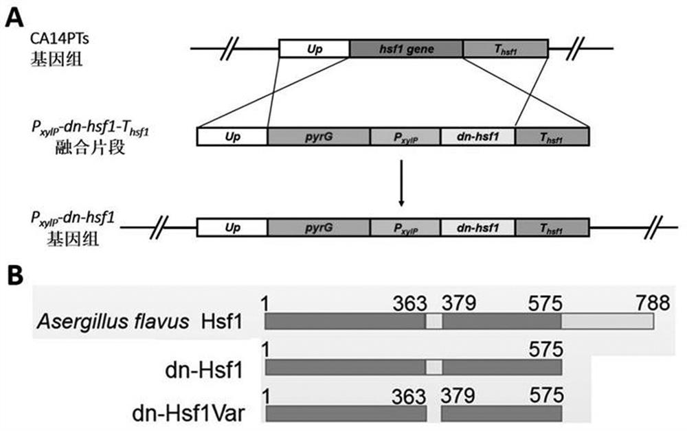 A dominant negative effect mutant of heat shock transcription factor 1 and its application