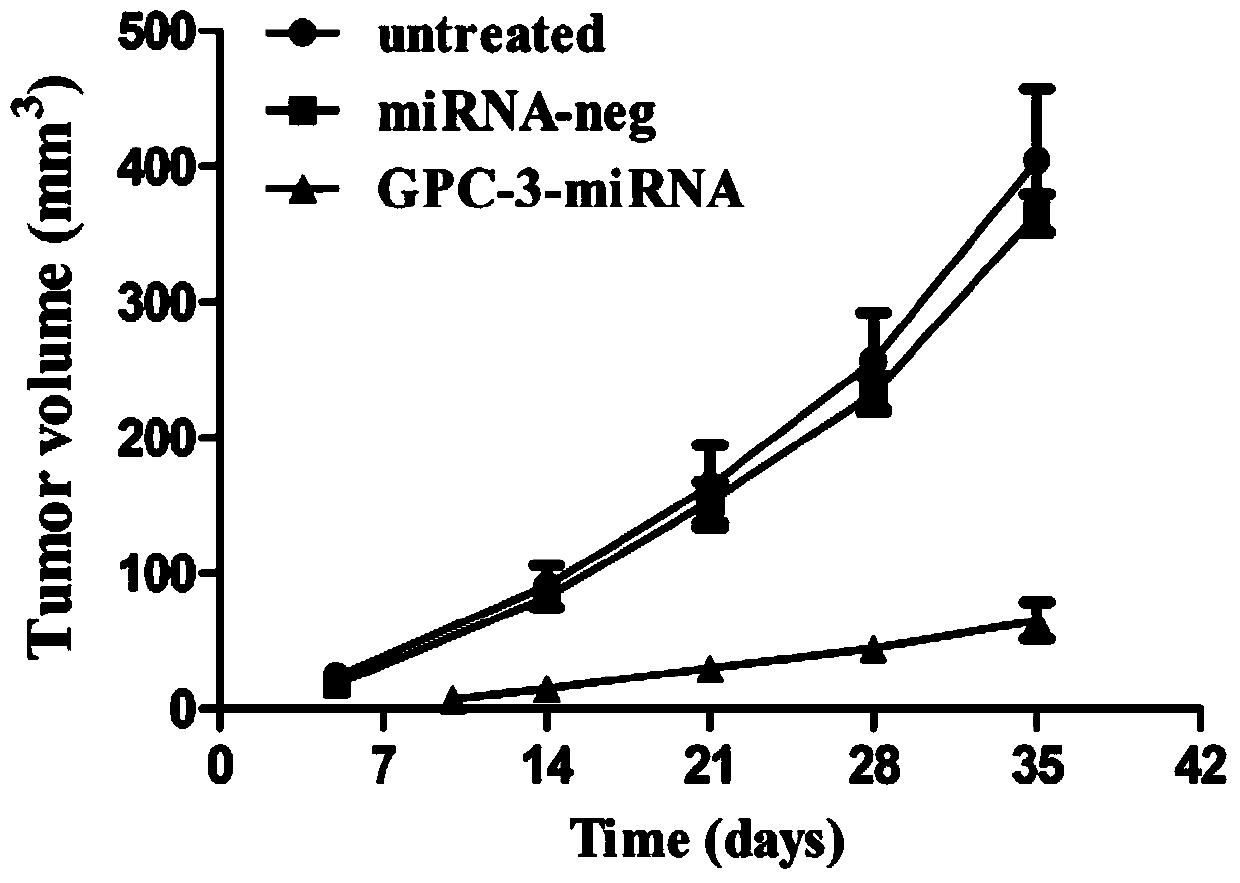 Method for detecting inhibiting ability of silent GPC-3 gene transcription on hepatocellular carcinoma transplanted tumor in nude mouse