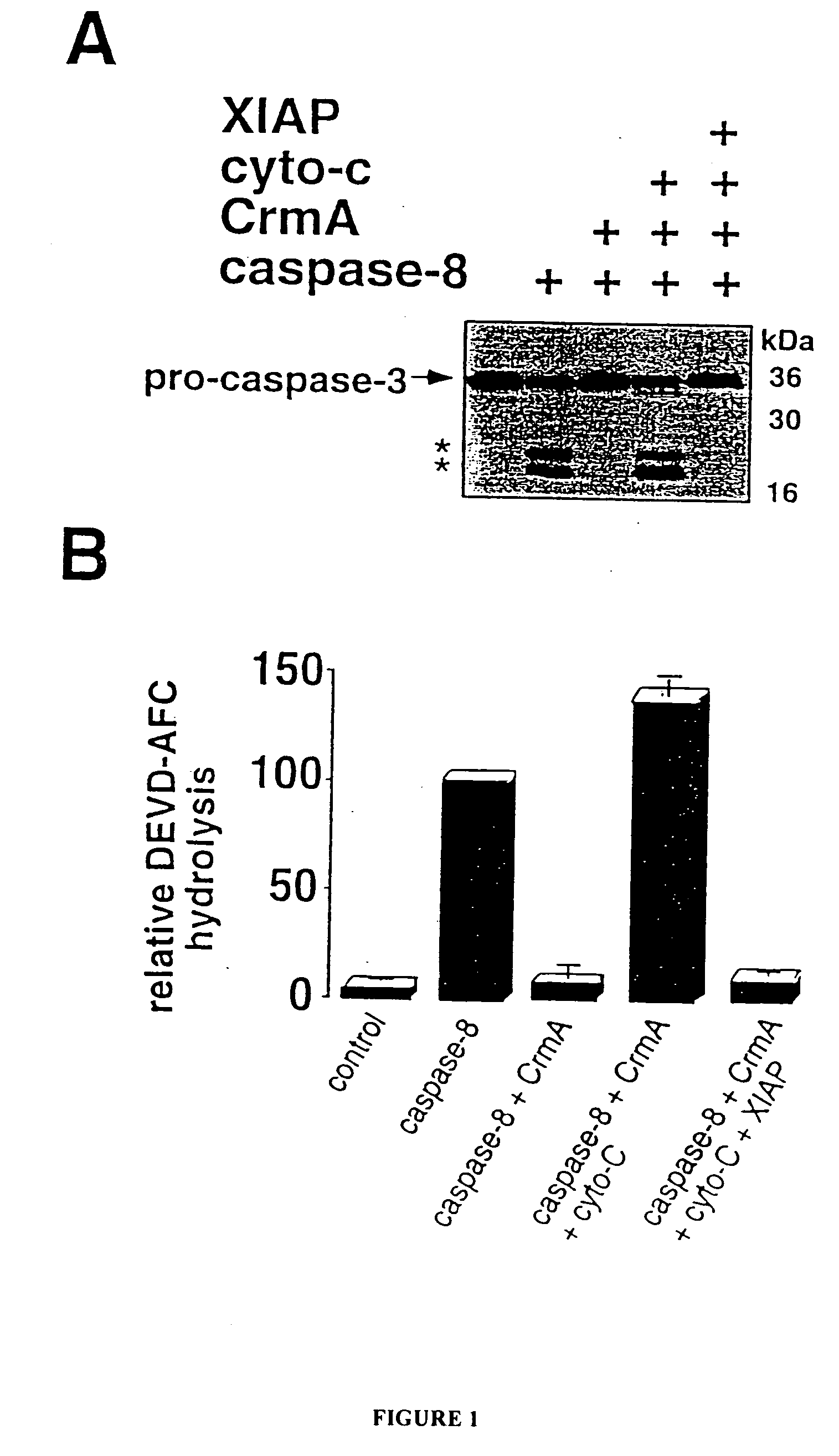 Screening assays for agents that alter inhibitor of apoptosis (IAP) protein regulation of caspase activity
