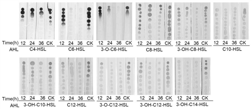 Application of pseudomonas nitroreducens HS-18 in prevention and treatment of AHLs-mediated pathogenic bacteria