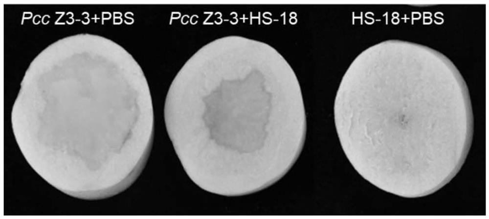 Application of pseudomonas nitroreducens HS-18 in prevention and treatment of AHLs-mediated pathogenic bacteria