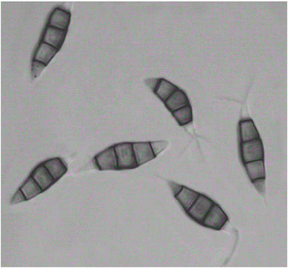 Application of metabolites of Uvecodiscoides in the control of Phytophthora capsici