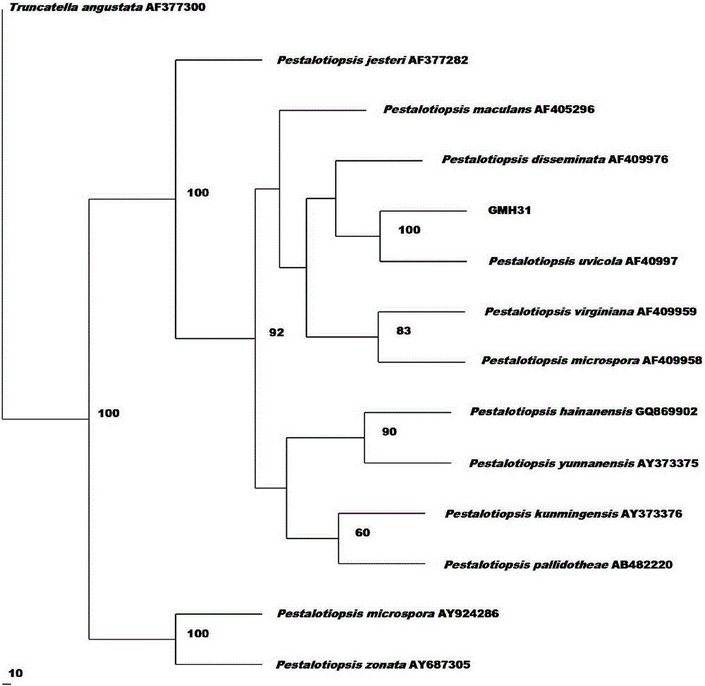 Application of metabolites of Uvecodiscoides in the control of Phytophthora capsici