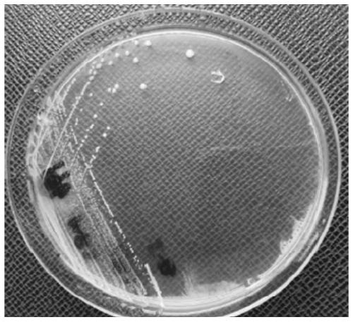 Lactobacillus paracasei producing bacteriocin and application thereof