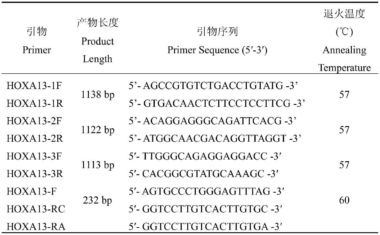 HOXA13 gene promoter region SNP site and application thereof to detection on intramuscular fat content of pigs