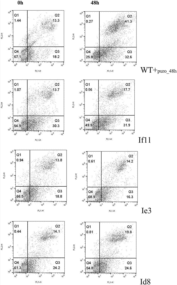 Construction method of anti-apoptosis CHO-K1 cell line capable of improving expression level by combining with valproic acid