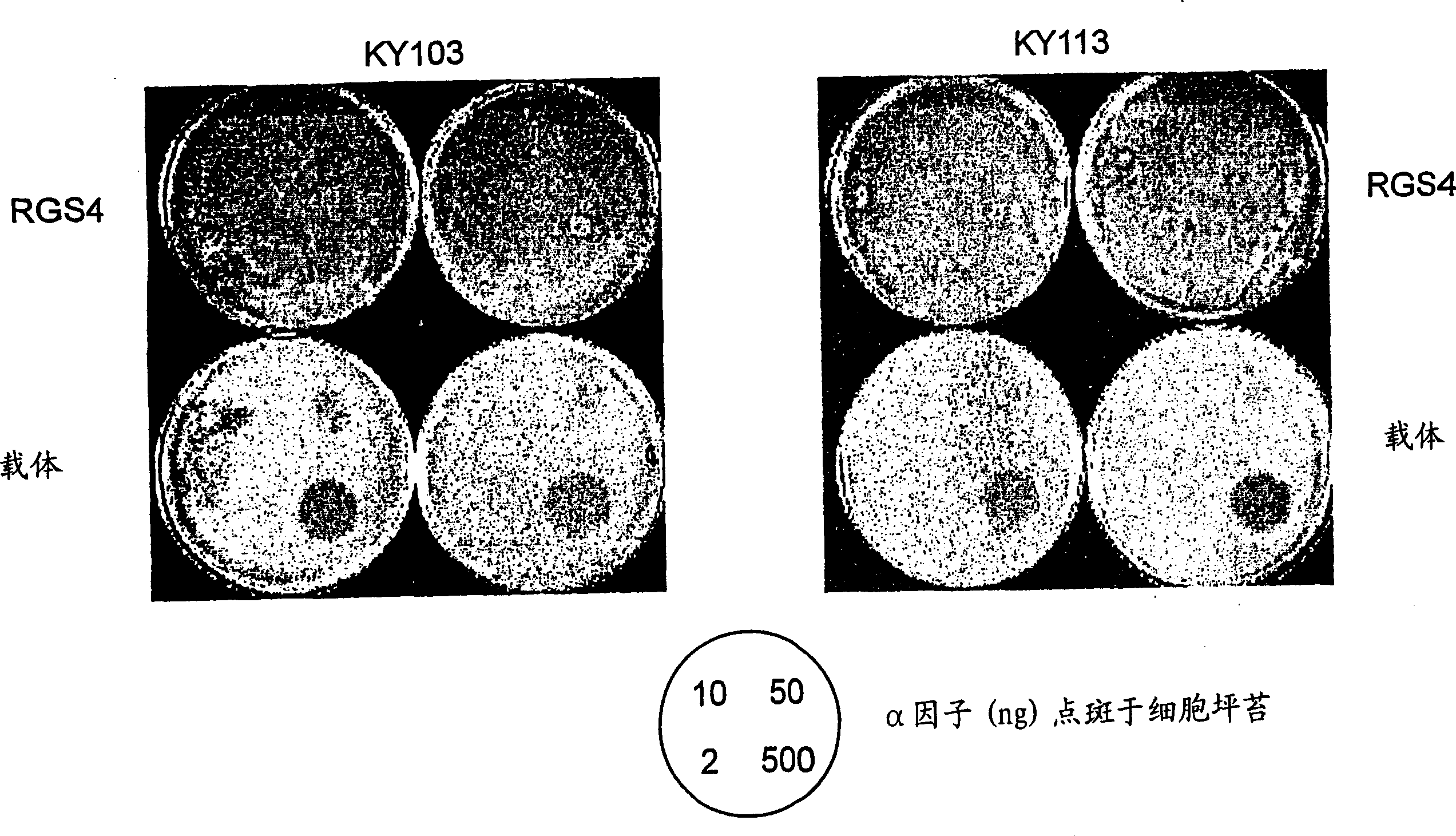 Method and cell for detecting modulations of RGS proteins