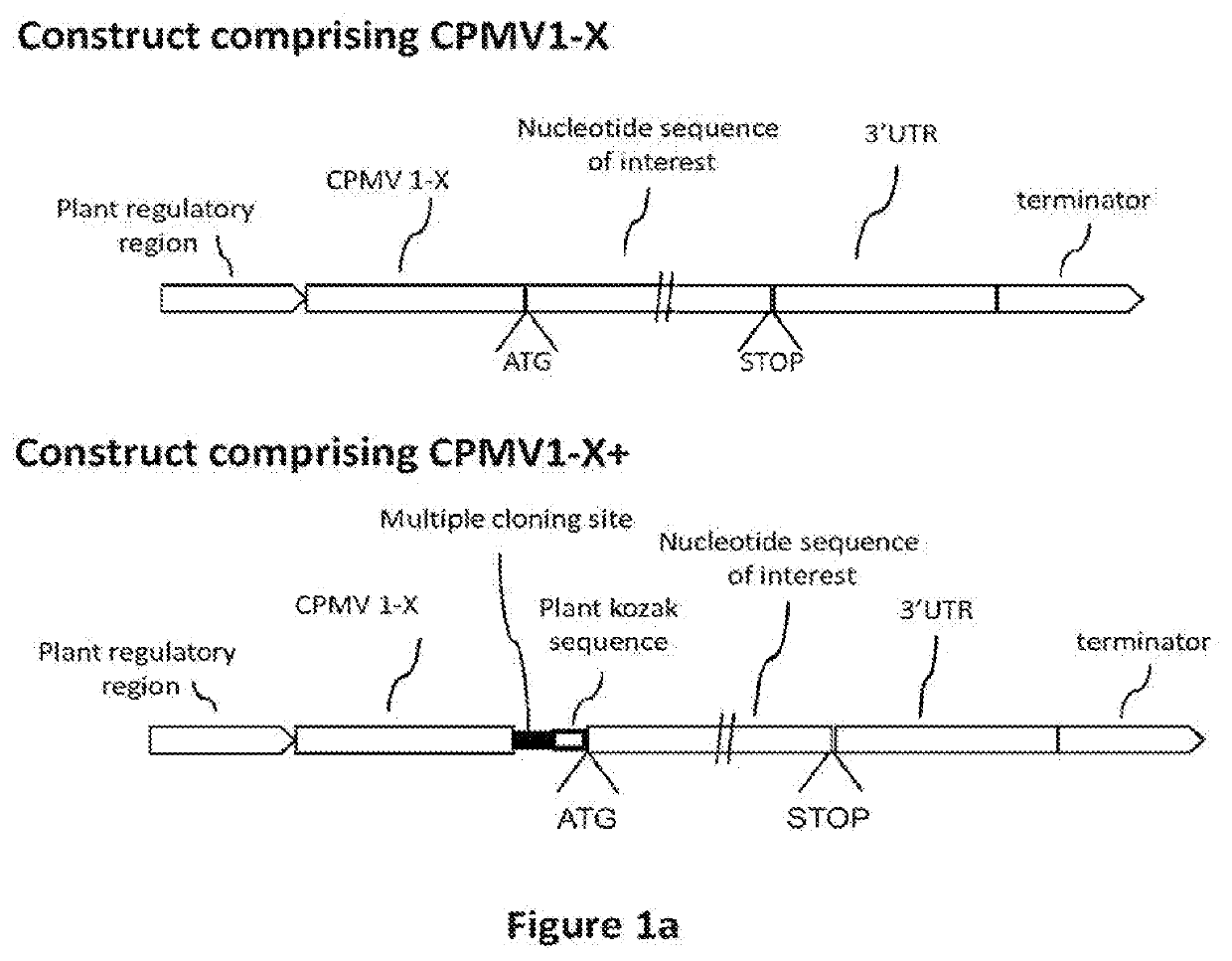 CPMV Enhancer Elements
