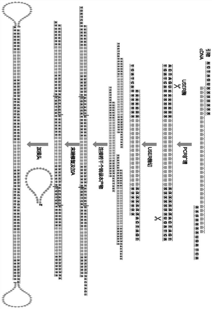 pcr primers and their application in ligation of dna fragments