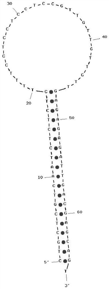 pcr primers and their application in ligation of dna fragments