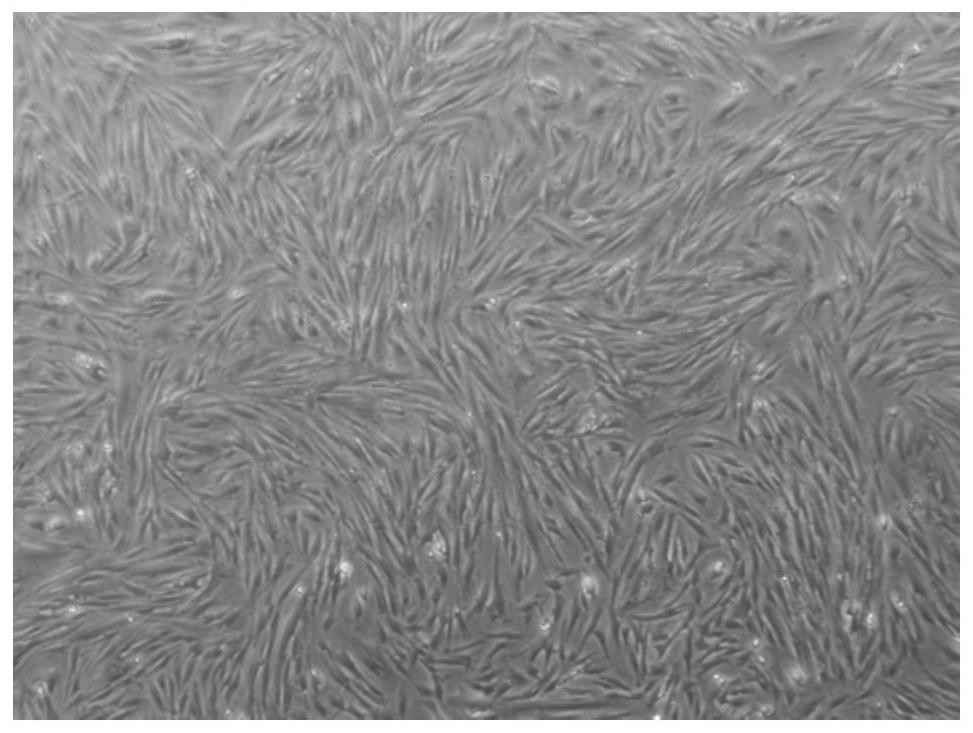Decidua parietalis mesenchymal stem cell culture medium for treating tumors and co-culture method