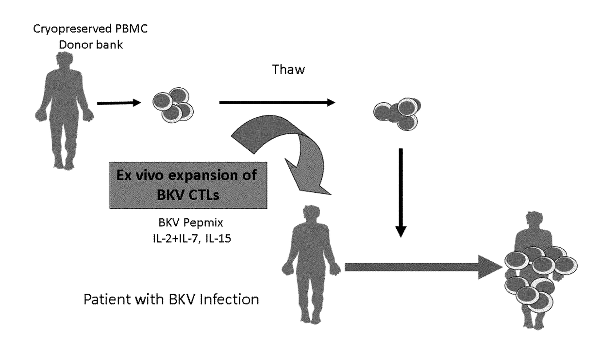 Bk virus specific t cells