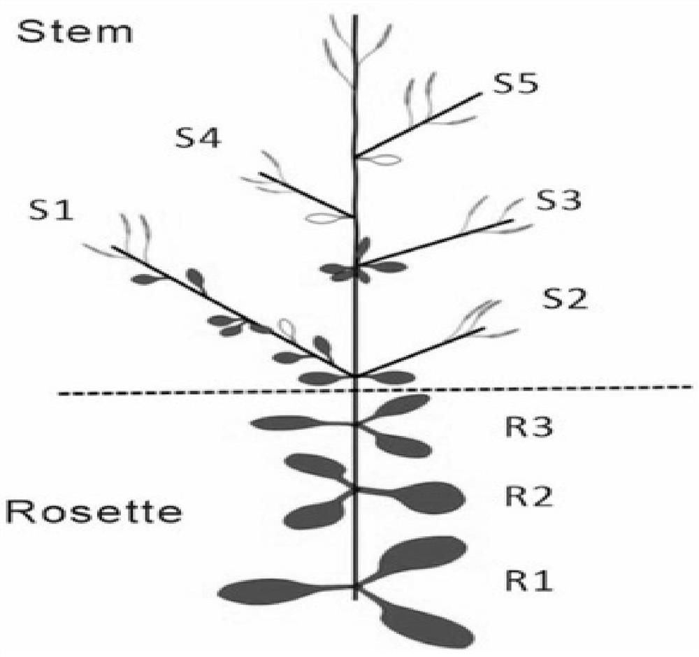 Method for detecting somatic mutation in plant genome