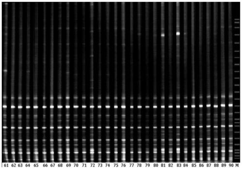 SRAP molecular marking method for genetic diversity analysis of tetracera asiatica