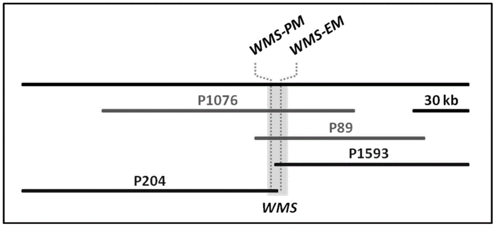 Wheat male sterility genes WMS and application of anther specific promoter thereof