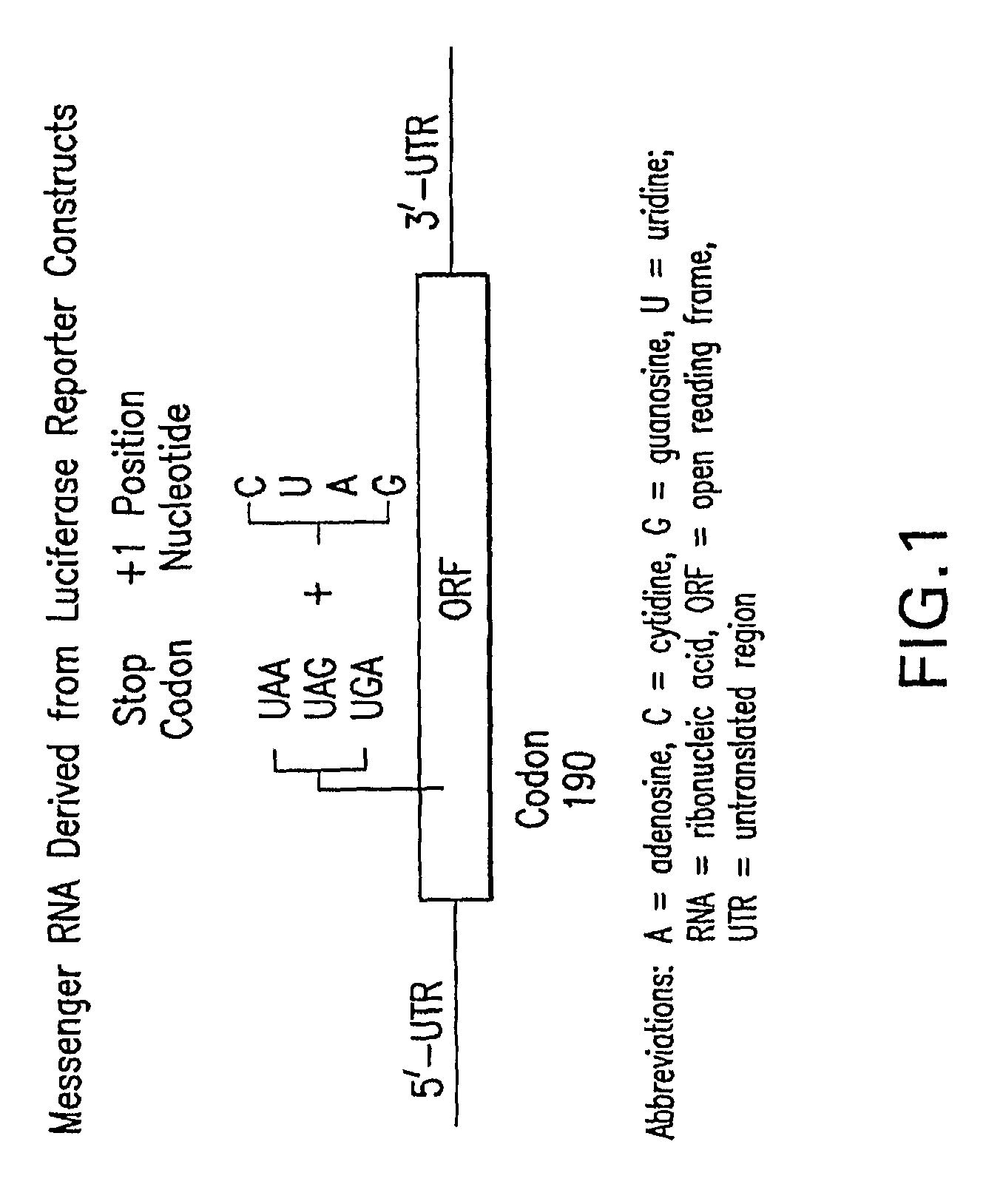 Methods for the production of functional protein from DNA having a nonsense mutation and the treatment of disorders associated therewith