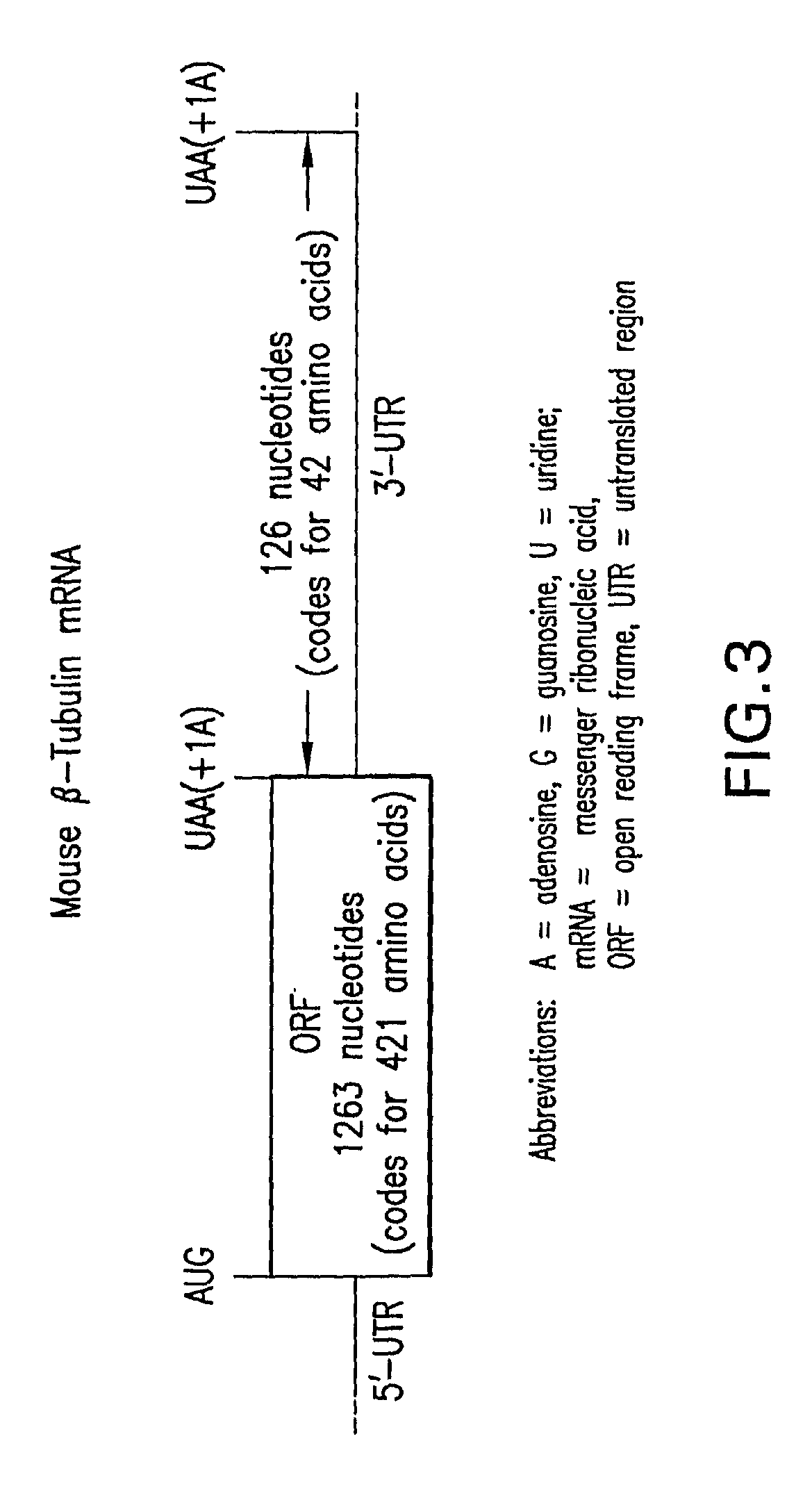 Methods for the production of functional protein from DNA having a nonsense mutation and the treatment of disorders associated therewith