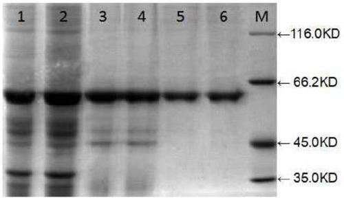 Production method of escherichia coli expressed human iduronate-2-sulfatase