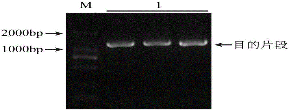 BpMyB106 gene in Betula platyphylla and amino acid sequence and application thereof