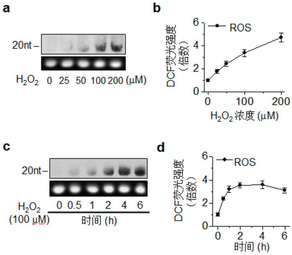 Method for attacking miRNAs through free radicals to cause oxidative damage to RNAs