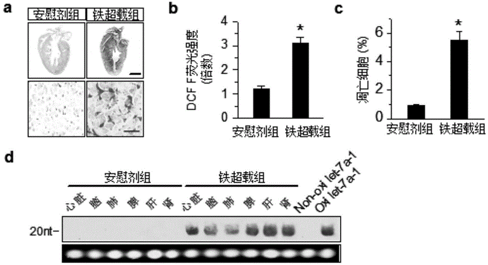 Method for attacking miRNAs through free radicals to cause oxidative damage to RNAs