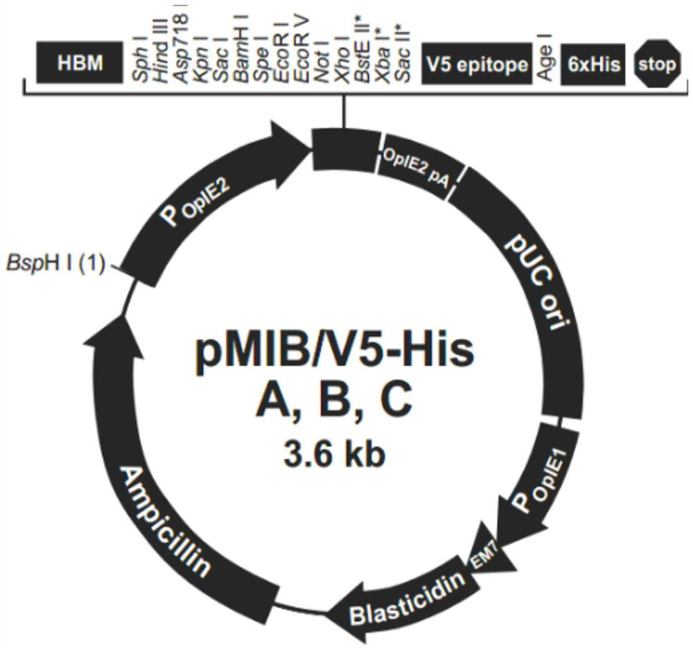 A light-controlled expression vector for insect cells and its application